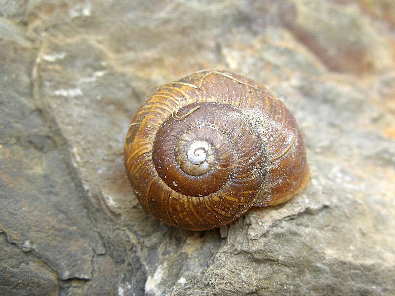 Mollusco color arancio in Arianta arbustorum di alta quota